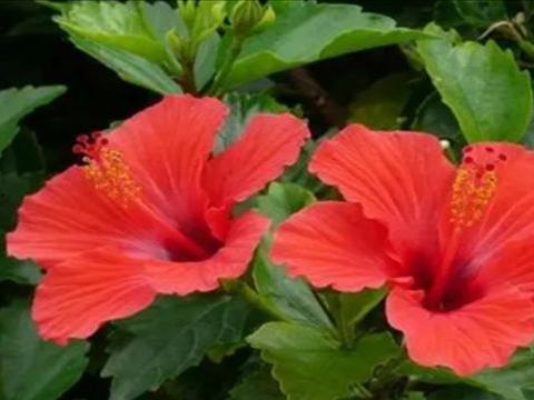 直播爆料扶桑花的视频下载,扶桑花种植技巧与养护全解析 第1张 直播爆料扶桑花的视频下载,扶桑花种植技巧与养护全解析 第1张