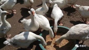 大鹅爆料事件视频大全 第2张 大鹅爆料事件视频大全 第2张